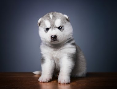 Sibirya kurt köpeği.