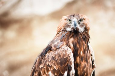 vahşi altın kartal