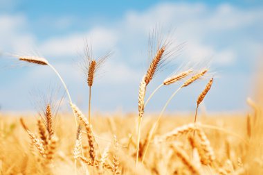 Buğday tarlası ve mavi gökyüzü