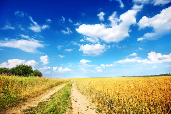 Venkovské silnici vedle pole pšenice — Stock fotografie