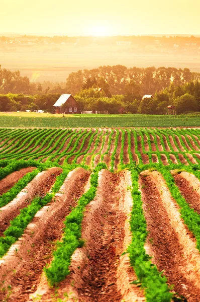 Campo agrícola con casa —  Fotos de Stock