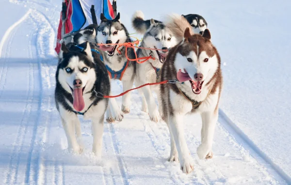 Husky perros equipo corriendo —  Fotos de Stock