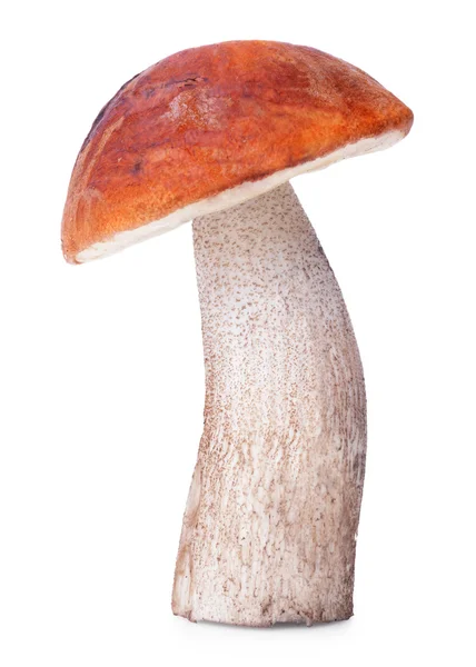 Oranje-cap boletus paddestoel — Stockfoto
