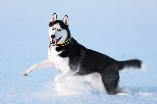 Husky siberiano en la nieve —  Fotos de Stock