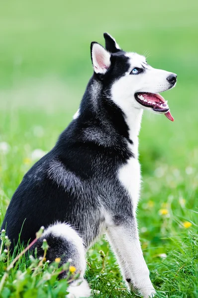 Adorable husky dog — Stock Photo, Image