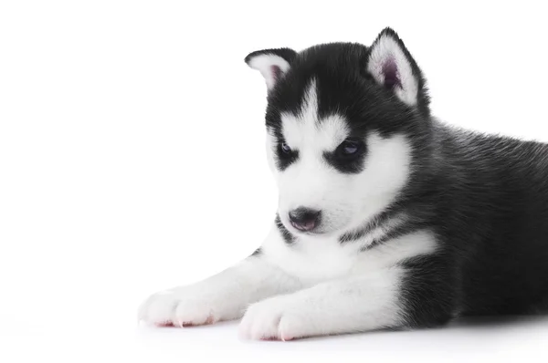น่ารักน้อย husky ลูกสุนัข — ภาพถ่ายสต็อก