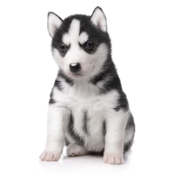 น่ารักน้อย husky ลูกสุนัข — ภาพถ่ายสต็อก