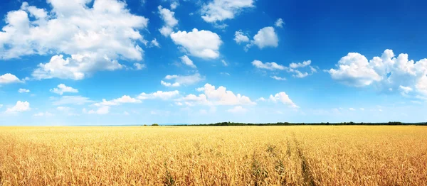 Пшеничное поле и голубое небо — стоковое фото