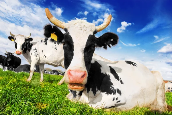 Rebaño de vacas pastando en el prado — Foto de Stock