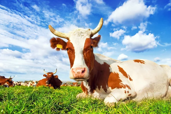 Troupeau de vaches broutant dans la prairie — Photo