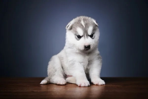 ลูกสุนัขของไซบีเรีย husky — ภาพถ่ายสต็อก