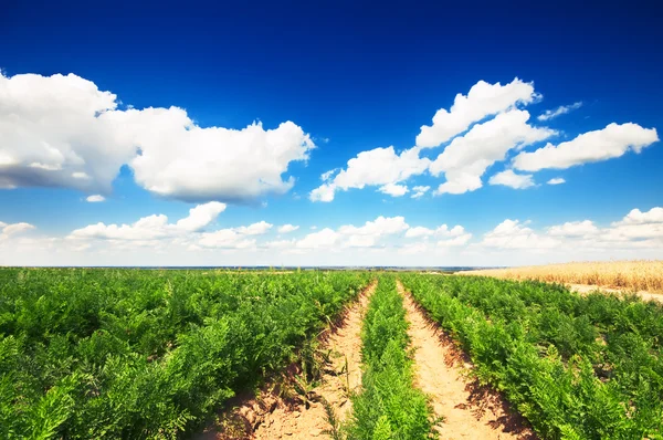 Carrot field with harvest — Stock Photo, Image