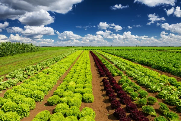 Cultivando alface de salada no campo — Fotografia de Stock