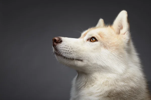 Piękne siberian husky — Zdjęcie stockowe