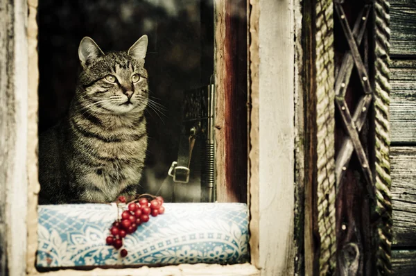 Gato rústico sentado no peitoril da janela — Fotografia de Stock