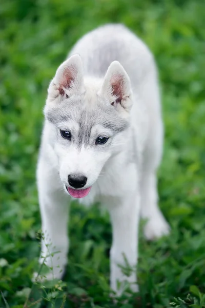 Puppy of Siberian husky — Stock Photo, Image