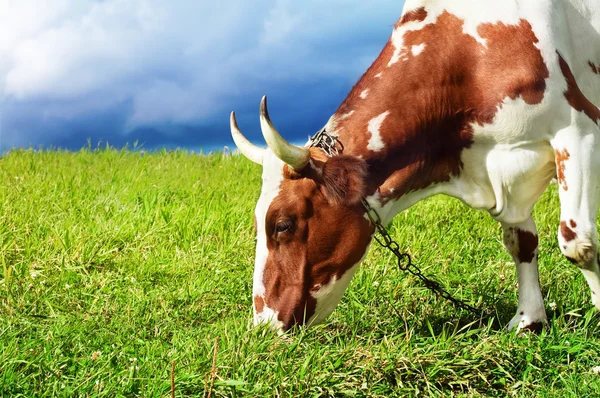 얼룩된 소를 방목 — 스톡 사진