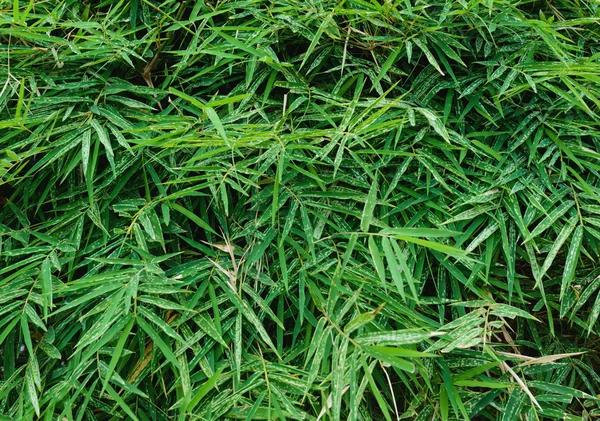 Zelené bambusové listy — Stock fotografie
