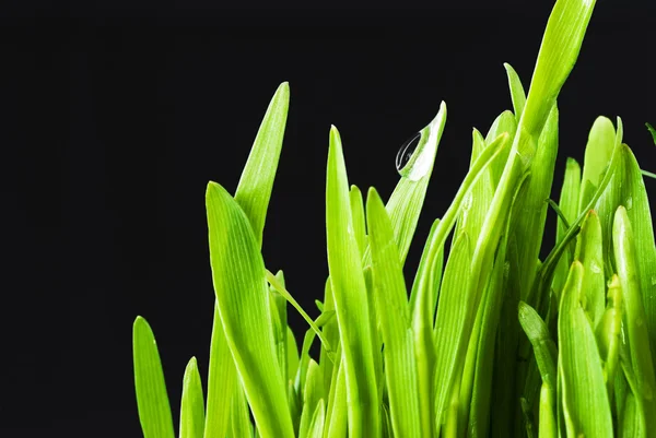 Зеленая трава на черном — стоковое фото