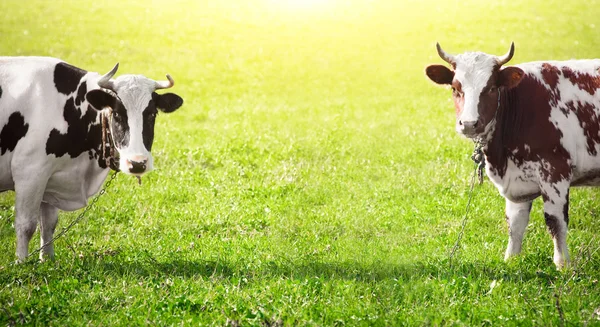 Vaches tachetées sur prairie verte — Photo