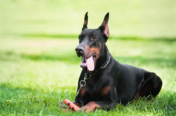 검은 doberman pinscher — 스톡 사진