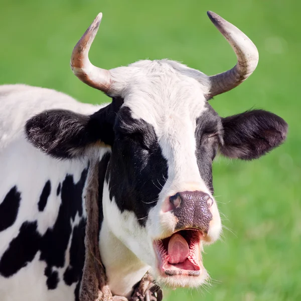 Retrato engraçado de vaca — Fotografia de Stock