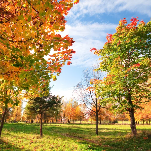 Paesaggio autunnale nel parco — Foto Stock