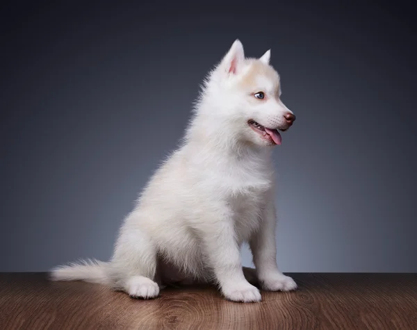 小狗狗，西伯利亚哈士奇犬 — 图库照片