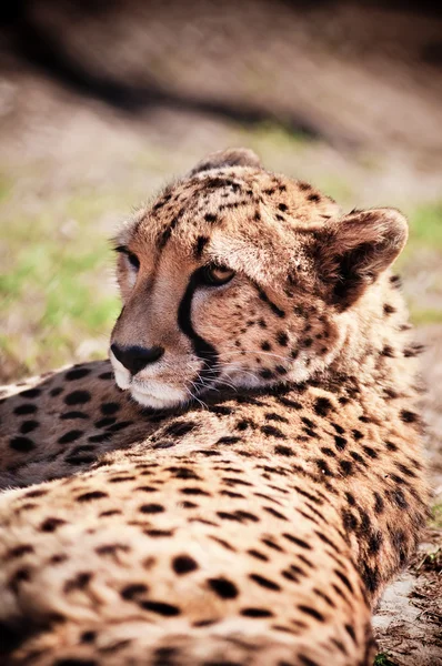 Гепард відпочиває на траві — стокове фото