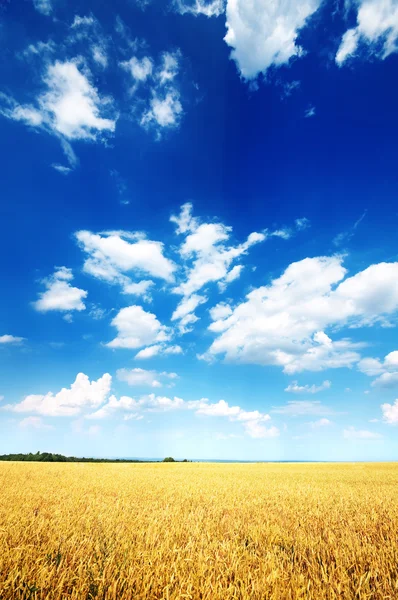 Campo de trigo e céu azul — Fotografia de Stock