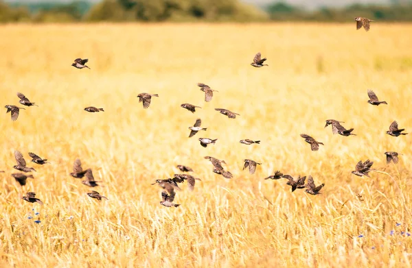 Flock a verebek mező fölött — Stock Fotó