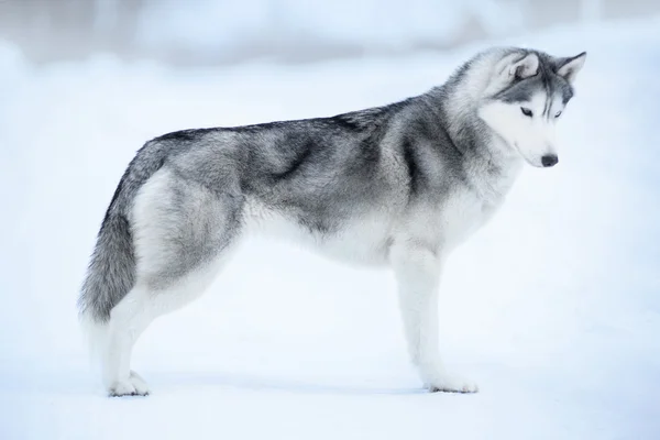 Siberian husky on snow — Stock Photo, Image