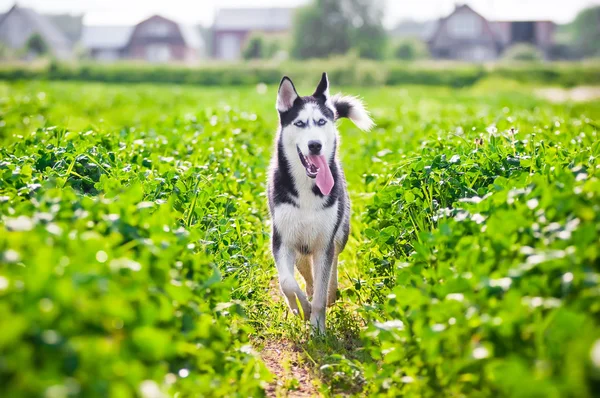 Husky correre attraverso l'erba — Foto Stock
