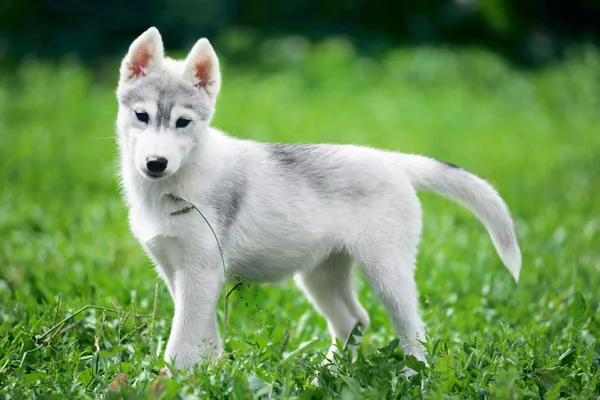 小狗狗，西伯利亚哈士奇犬 — 图库照片