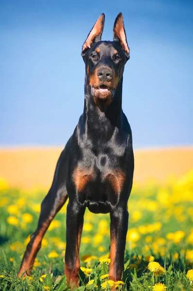 Siyah doberman pinscher — Stok fotoğraf