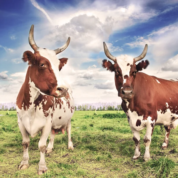 Manada de vacas pastando no prado — Fotografia de Stock