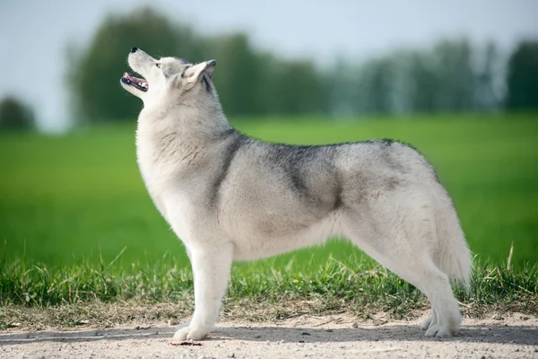 Beautiful Siberian husky — Stock Photo, Image