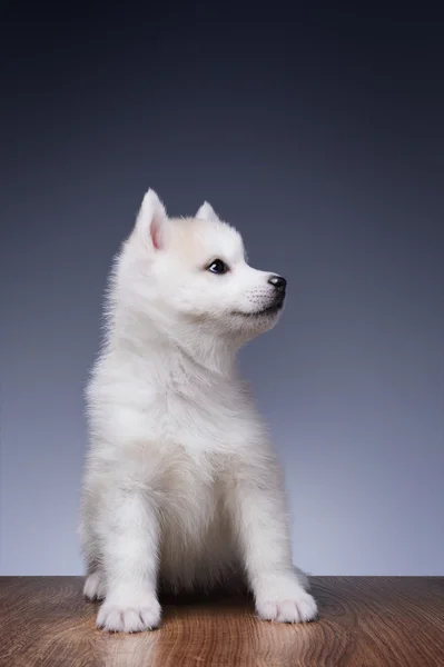 Puppy van Siberische husky — Stockfoto