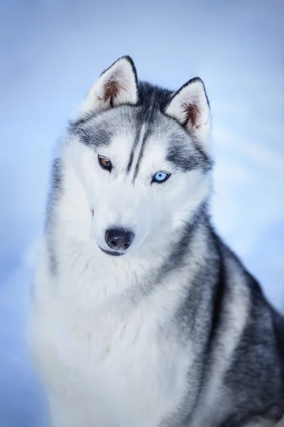 Sibirischer Husky auf Schnee — Stockfoto