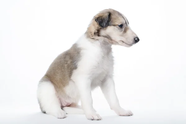 Cute russian borzoi puppy — Stock Photo, Image