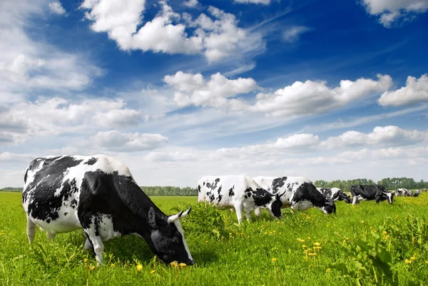 Manada de vacas pastando no prado — Fotografia de Stock