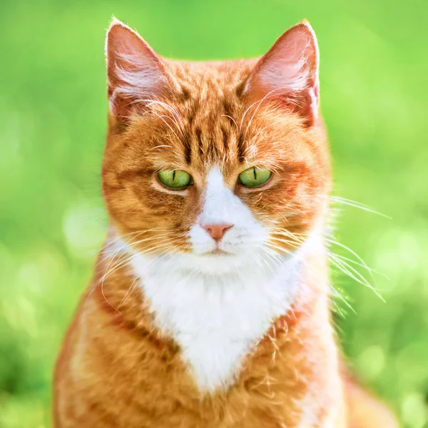 Gato vermelho na grama — Fotografia de Stock