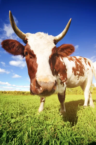 Vaca pastando en el prado — Foto de Stock