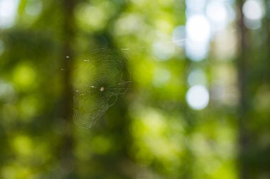 Yeşil çimenlere karşı ağdaki örümcek bulanık arkaplan