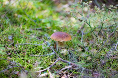 Bir ormanda yemyeşil yosun üzerinde büyüyen Cep veya Boletus Mantarı (Boletus edulis)