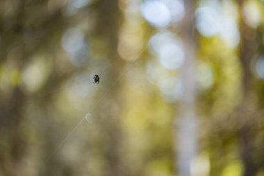 Yeşil çimenlere karşı ağdaki örümcek bulanık arkaplan