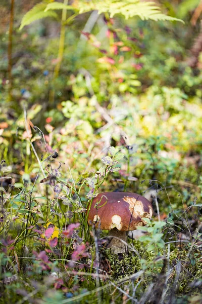 Цап Boletus Mushroom Растущий Пышнозелёных Грибах Лесу Boletus Edulis — стоковое фото