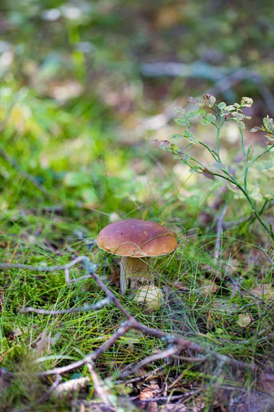 Cep Boletus Cogumelo Crescendo Exuberante Musgo Verde Uma Floresta Boletus — Fotografia de Stock