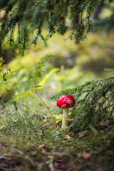 ベニテングタケ ベニテングダケ キノコの森 赤い帽子のキノコをクローズ アップ — ストック写真