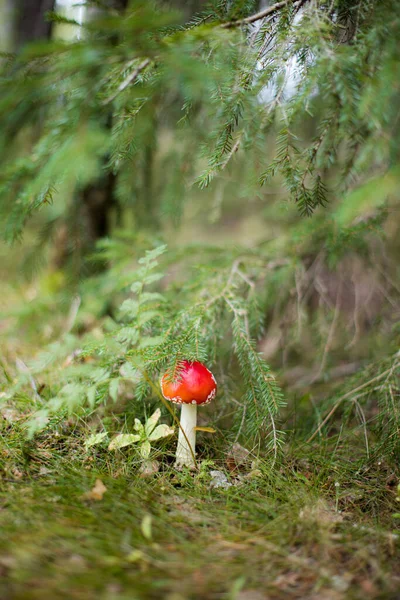 Mosca Agárica Amanita Muscaria Cogumelo Floresta Cogumelo Boné Vermelho Perto — Fotografia de Stock